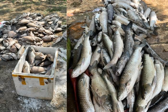 Lấy mẫu nước, tìm nguyên nhân cá chết la liệt ở Sơn La