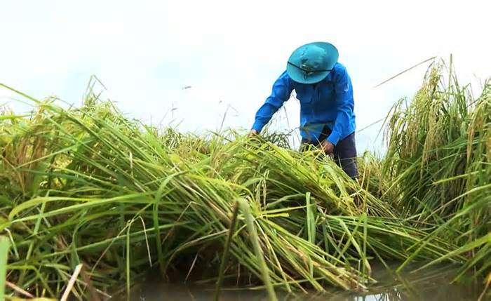 Hơn 500ha lúa ở Cà Mau bị thiệt hại do mưa lớn