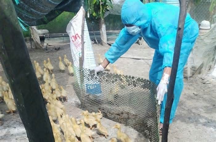 TP. Hồ Chí Minh: Sở Y tế gửi văn bản khẩn về tăng cường phòng chống bệnh cúm gia cầm