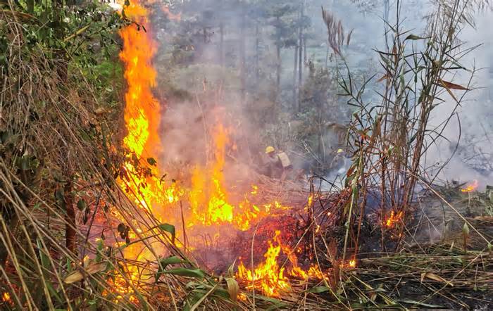 Đà Lạt: Gần 10.000m² rừng thông ở hồ Tuyền Lâm hai lần phát hỏa
