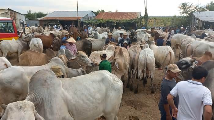 Giấy kiểm dịch cho trâu, bò nhập lậu đóng dấu Thú y tỉnh Đồng Tháp