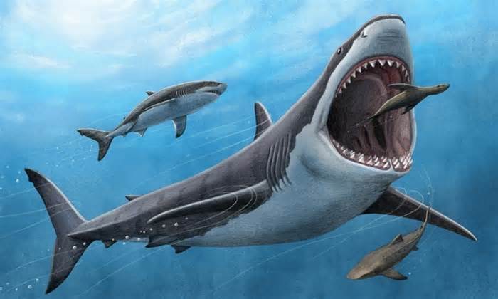 Quái vật megalodon hay cá mập trắng bơi nhanh hơn?