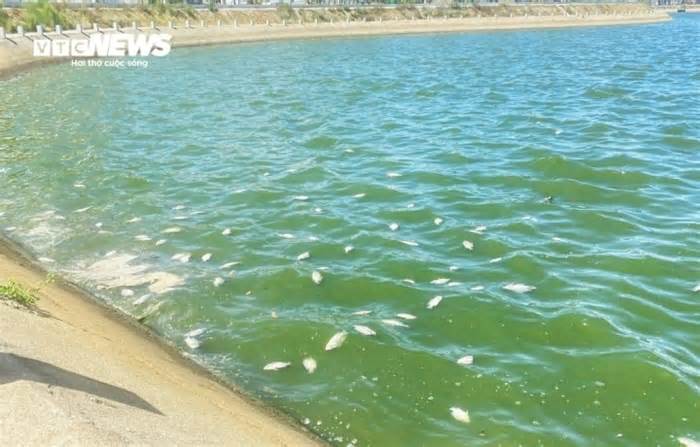 Sốc nhiệt khiến cá chết hàng loạt tại Phú Yên