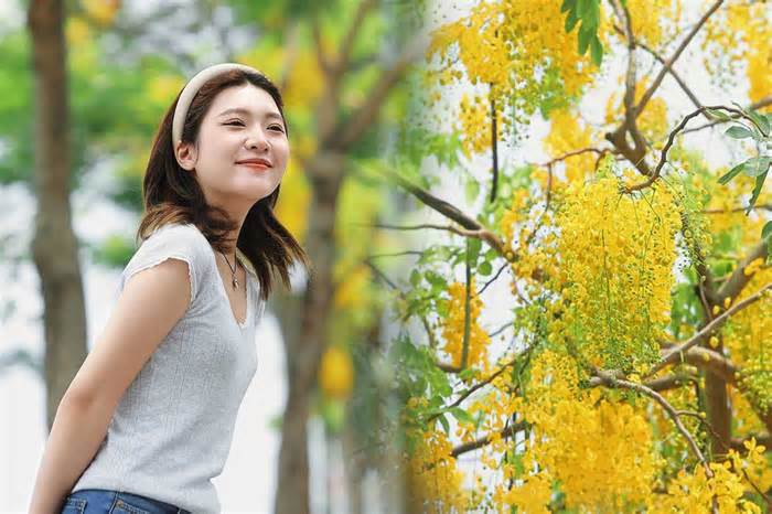 Hoa muồng hoàng yến bung nở, 'nhuộm vàng' phố phường Thủ đô