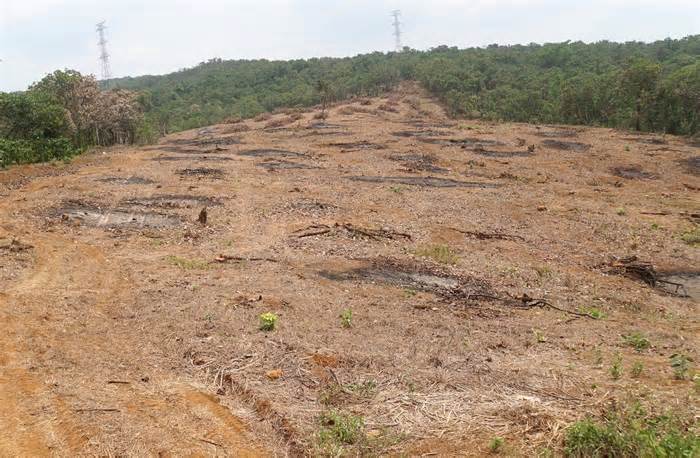Nông dân Đắk Nông chặt bỏ cây điều vì liên tục mất mùa