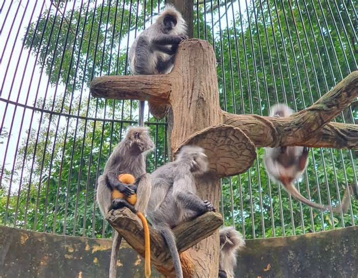 Thông tin về cặp khỉ xám nhưng sinh con lông vàng tại Thảo Cầm Viên