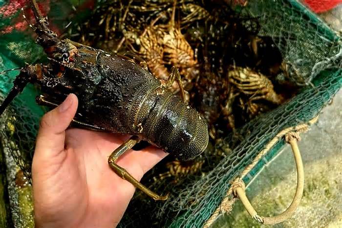 Gần 70 tấn tôm hùm ở Phú Yên bị chết do 'mật độ nuôi quá dày'