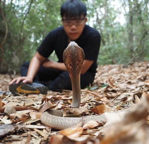 Những chàng trai mê rắn