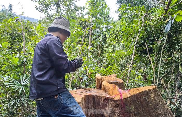Đề nghị tố giác tội phạm vụ khai thác gỗ khủng trong rừng phòng hộ ở Bình Định
