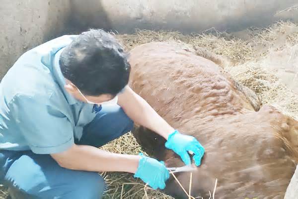 Xuất hiện bệnh viêm da nổi cục trên trâu, bò ở Hà Tĩnh