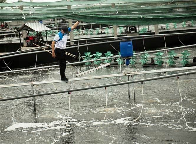 Nguyên nhân khiến nghề nuôi tôm ở Đồng bằng sông Cửu Long gặp khó