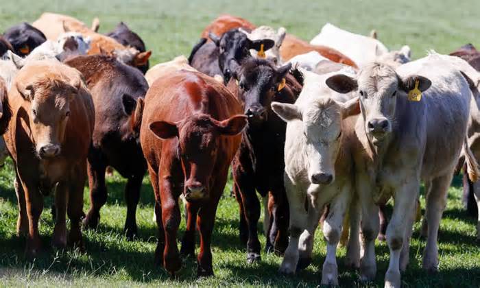 WHO cảnh báo nguy cơ bò ở khắp thế giới bị nhiễm virus cúm gia cầm H5N1