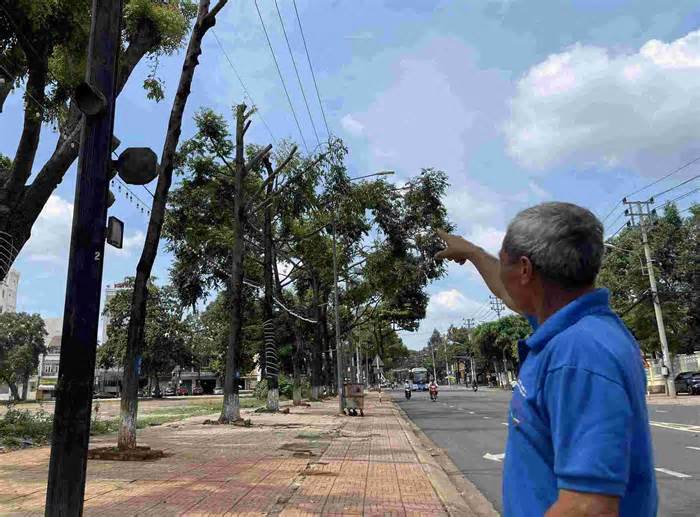 Hàng loạt cây xanh đô thị ở Tây Nguyên bị cắt tỉa không theo quy chuẩn