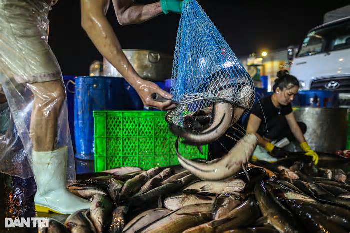 Chợ cá lóc lớn nhất TPHCM tất bật trước ngày vía Thần Tài
