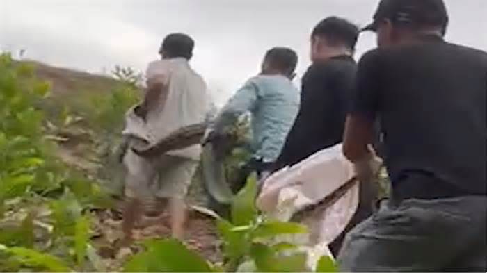 Bốn người đàn ông vây bắt trăn 'khủng' đang nuốt một con dê