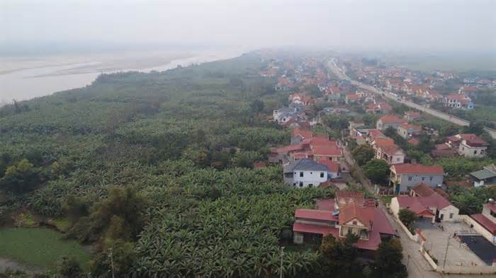 Chuối tiêu vào vụ Tết, buồng đẹp có giá tiền triệu