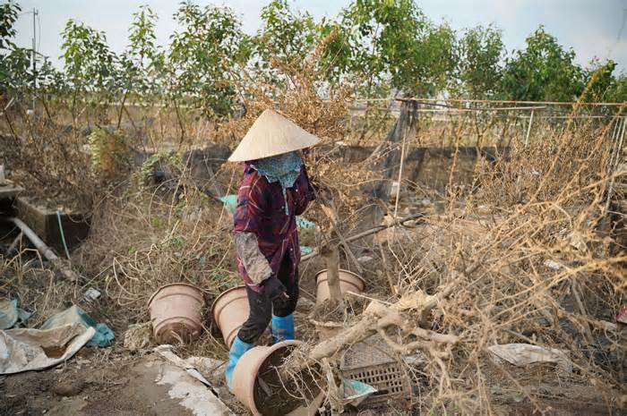 Thấp thỏm khôi phục làng cây cảnh lớn nhất miền Bắc