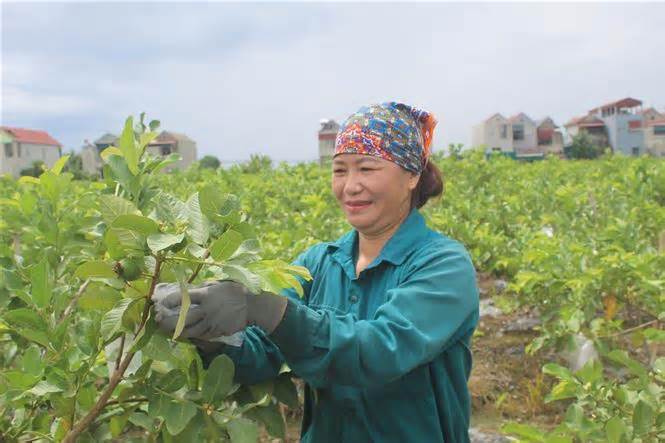 Nhiều người dân Thanh Hóa 'thoát nghèo' nhờ trồng giống ổi lê Đài Loan