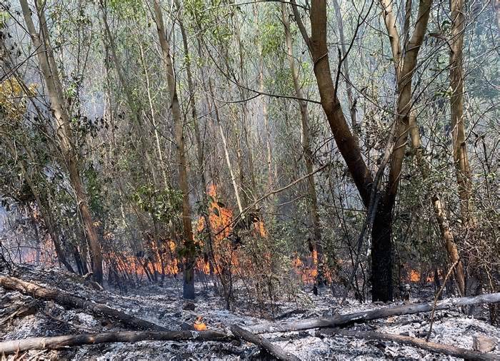 Cháy hơn 60 ha rừng keo và mía ở Khánh Hòa