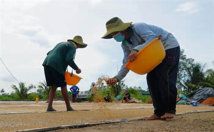 Mục sở thị quy trình gieo mạ cấy loại lúa cho gạo ngon nhất thế giới