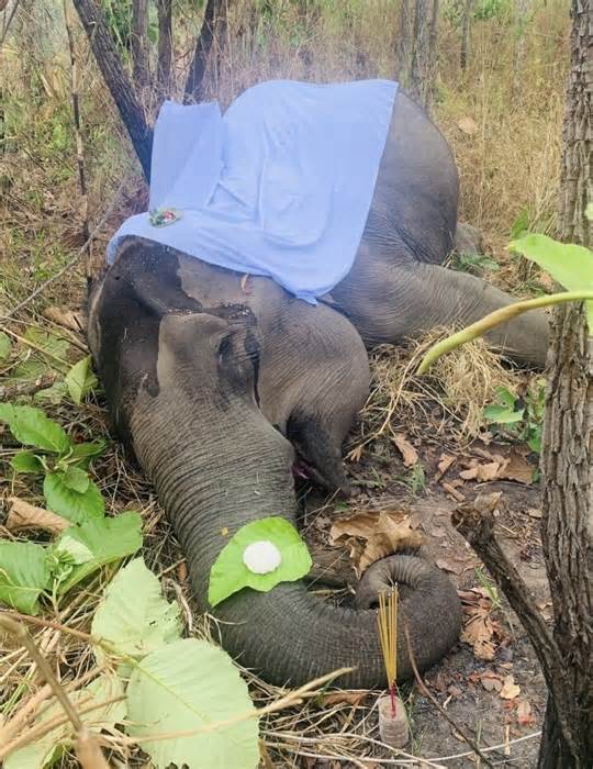 Thêm một voi nhà 49 năm tuổi chết ở Đắk Lắk