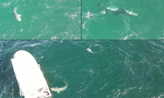 Cá voi sát thủ tấn công cá mập bò ở vịnh California