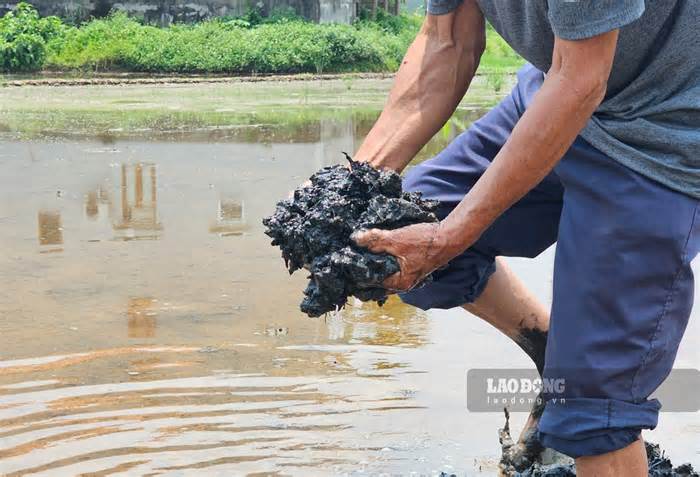 Đất nhiễm mặn không thể cày cấy, người dân Quảng Yên mong được sớm đền bù