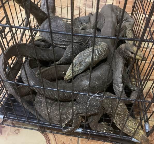 Truy tố 2 đối tượng buôn bán 7 con kỳ đà vân ở Đắk Nông