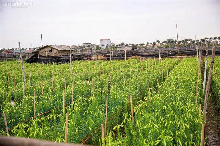 Hoa loa kèn vào vụ, nông dân ngoại thành Hà Nội thu chục triệu đồng mỗi ngày