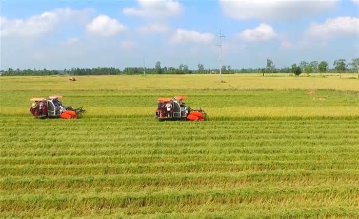 Chuyển hơn 18 ha đất trồng lúa để thực hiện dự án tái định cư ở Long An