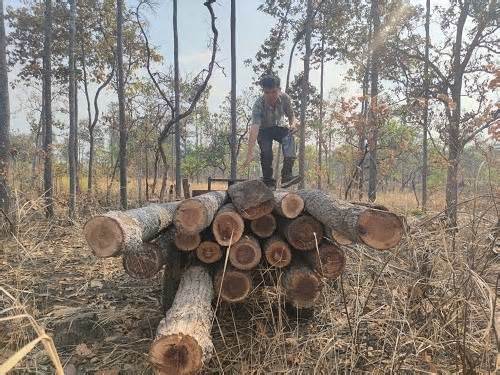 Nguyên nhân khiến phá rừng khu vực biên giới Ia Mơr ở Gia Lai diễn biến phức tạp