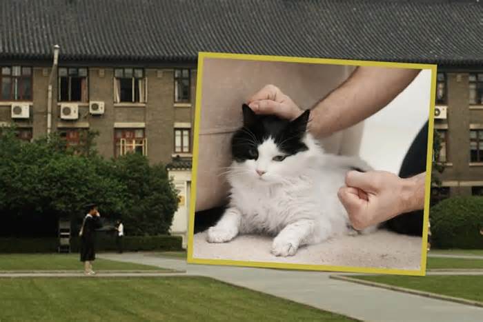 Tài năng nhưng ngược đãi mèo, chàng trai Trung Quốc bị đại học danh giá khước từ