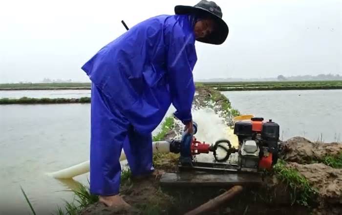 Vừa gieo sạ đã bị ngập, nông dân Quảng Nam thiệt hại từ đầu vụ