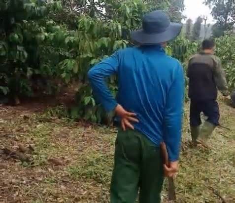 Vụ tranh chấp vườn sầu riêng ở Gia Lai, chủ đất vác dao dọa thương lái