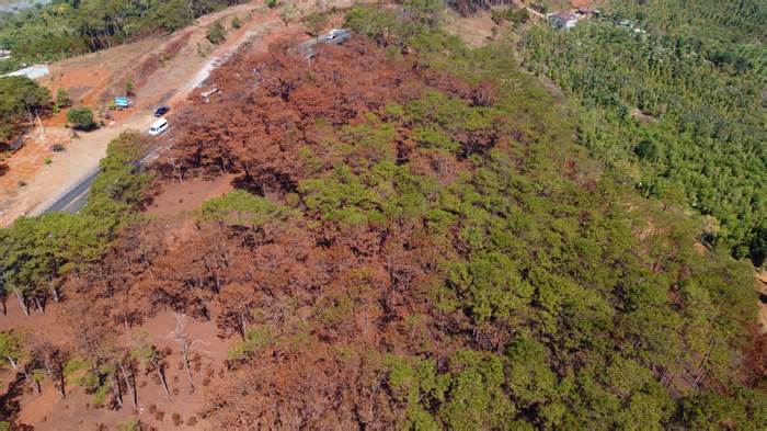 Lửa cháy đỏ rực rừng thông ở Đắk Nông: Sở Nông nghiệp nói gì?
