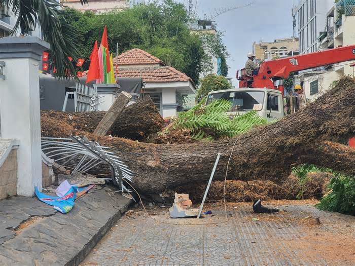 UBND TP Hồ Chí Minh chỉ đạo khẩn vụ cây xanh đổ ở Trường Trần Văn Ơn