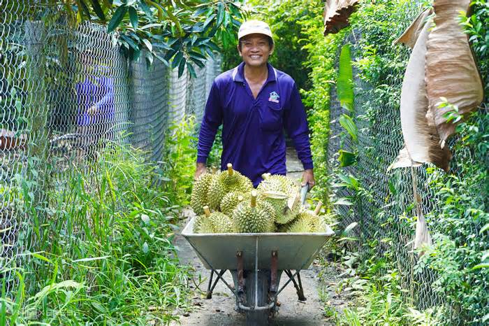 Trung Quốc chi gần tỷ USD mua sầu riêng Việt trong một tháng