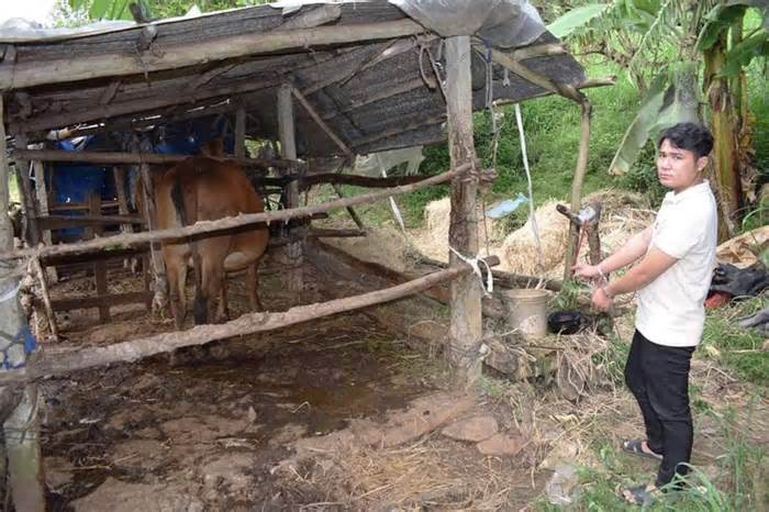 Nam thanh niên ở Phú Yên thuê xe tải đi trộm bò để lấy tiền xài Tết