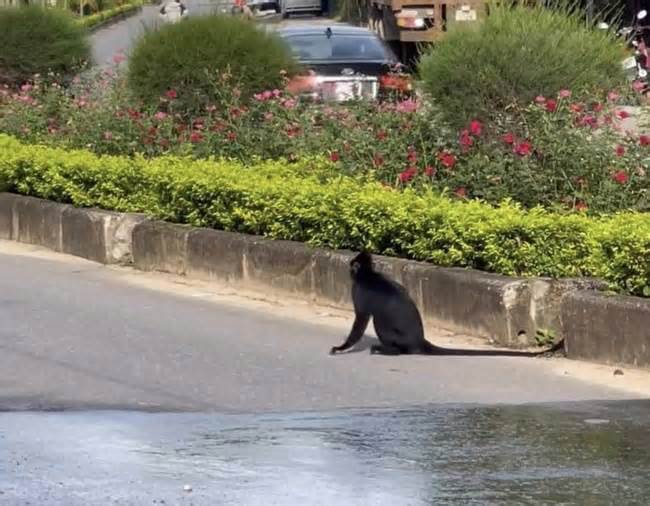 Voọc quý hiếm ở di sản Phong Nha – Kẻ Bàng xuống đường tấn công người dân