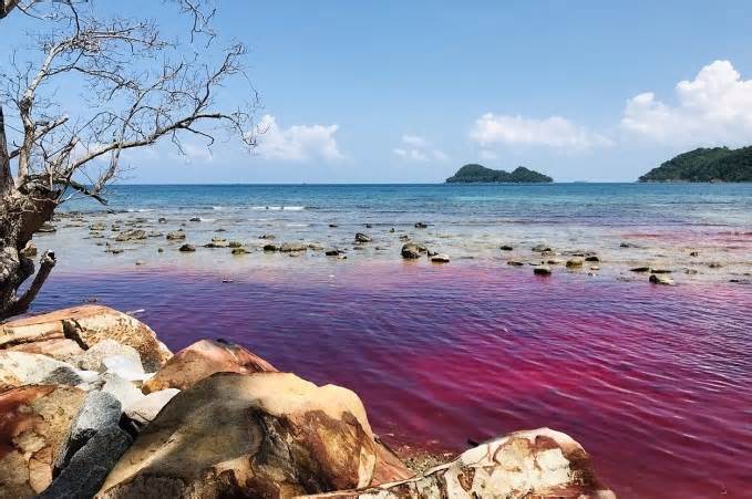 Biển Phú Quốc xuất hiện thủy triều đỏ