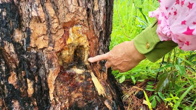 Yêu cầu tạm đình chỉ 2 chủ tịch xã ở Lâm Đồng để rừng thông bị khoan lỗ, đổ thuốc độc