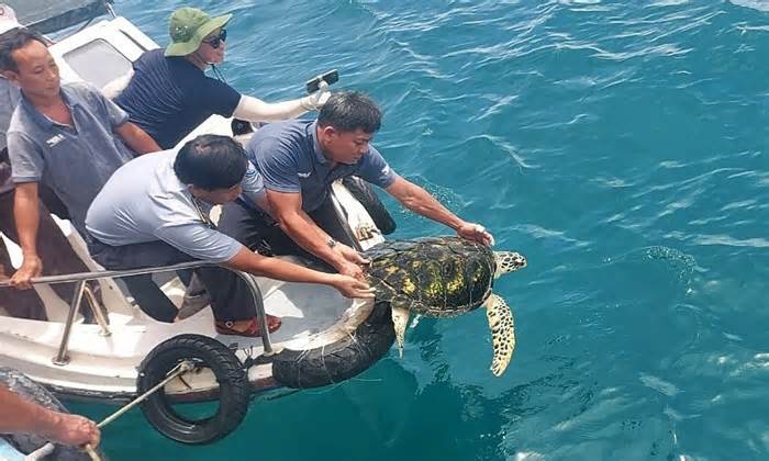 Thả 3 rùa biển quý hiếm về biển Phan Thiết
