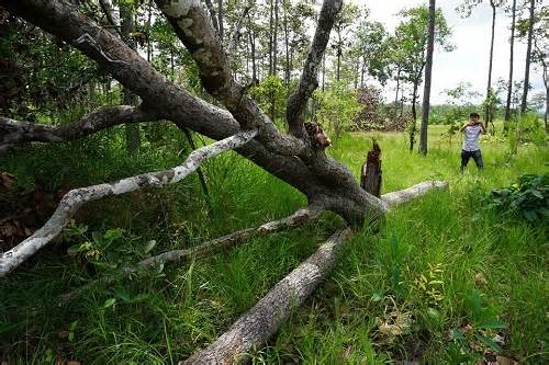 Sẽ khởi tố, điều tra vụ khai thác gỗ ở biên giới huyện Chư Prông
