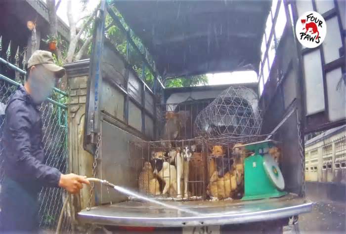 Hà Tĩnh - 'nút thắt cổ chai' của con đường buôn bán chó mèo bất hợp pháp