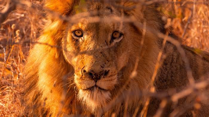 Kenya: Sư tử hoang dã thất thế trong cuộc 'xung đột' với người dân
