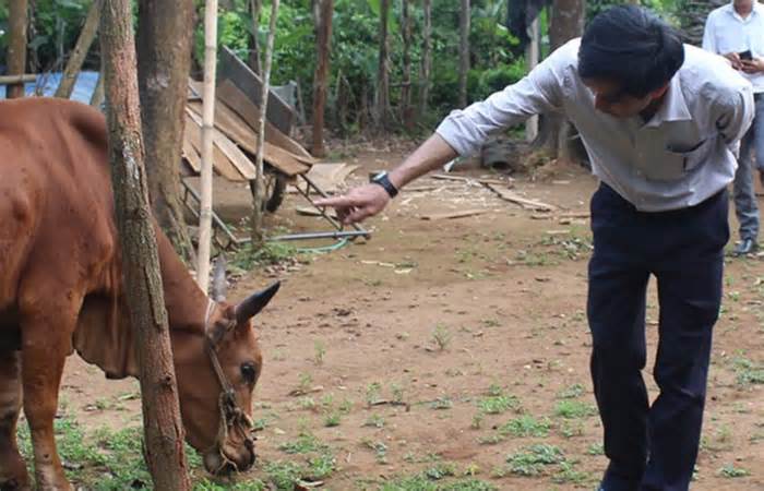 Bò bị lở mồm long móng, địa phương chậm báo cáo làm mầm bệnh phát tán