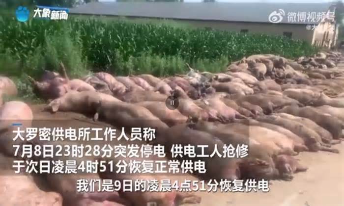 Trung Quốc mất điện, hàng trăm con lợn chết la liệt