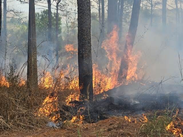 Dập lửa tại rừng thông cảnh quan ven Quốc lộ 14 ở Đắk Nông