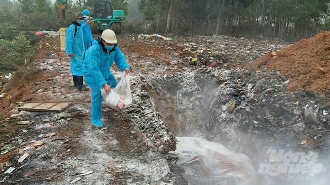 Phát hiện ổ dịch lở mồm long móng ở Thanh Hóa, lập 2 chốt kiểm soát