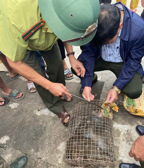 Bắt được cá thể khỉ hung dữ tấn công nhiều người ở Quảng Nam